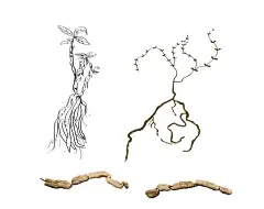 巴戟素材   - 源文件下载【酷图网】巴戟素材,手绘草药,手绘包装,中草药,图案,背景,装饰画,植物插画,中药,手绘,草本植物手绘,本草中药素材,包装元素,