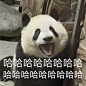 笑容合集|大熊猫表情包 - 小红书