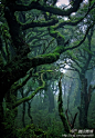 【新西兰】——新西兰的亚热带雨林，有没有想去探索森林的感觉？