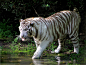 white-tiger-going-to-drink-water-in-river-mobile-free-desktop-hd-backrgound-images.jpg (1600×1200)