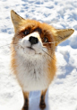 Funny Fox! 
