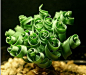 宽叶弹簧草（Albuca concordiana）