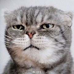 尔幺幺采集到猫猫