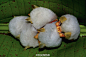 #自然# 蕉叶里的小棉猴——洪都拉斯白蝙蝠（Honduran white bat）