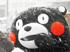 wyyyyyw采集到kumamon