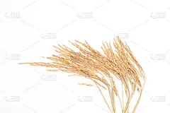 白色背景上的水稻。稻穗。白色背景上的水稻。