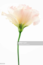 Eustoma flower, close-up, side view : 圖庫照片