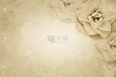 玫瑰,仅一朵花,纸,背景,婚礼,贺卡,边框,水平画幅,纹理效果,无人