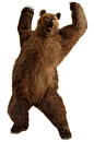 熊PNG