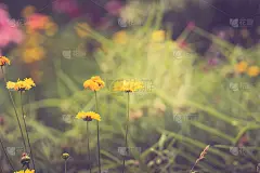 夏日花园背景，复古效果