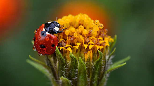 rain and ladybug by ...