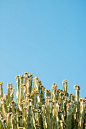 Cacti Plants and Blue Sky