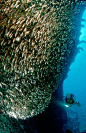 Pygmy sweeper and scuba diver - Parapriacanthus ransonneti, Egypt, Hurghada, Red Sea