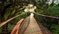“魔法森林”上“梦幻浮桥”----康斯坦博西植物园树冠走廊