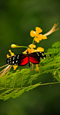 Butterfly | Flutterbys