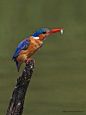 Photograph Malachite Kingfisher 
