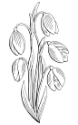 雪花莲花图形黑白孤立花束素描插图向量插画图片
