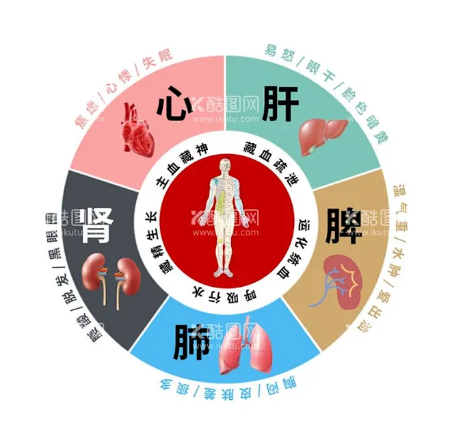 五脏图 - 源文件下载【酷图网】五脏,心肝脾肺肾,养生,图标,海报-花瓣网