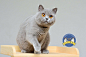 猫舍,七叶猫舍,英短猫舍,英国短毛猫,蓝猫,蓝白英短,CFA英短,CFA认证猫舍,正规猫舍,广州英短猫舍,英短价格,深圳英短猫舍,广东英短猫舍,佛山猫舍,东莞猫舍,江门猫舍,中山猫舍,珠海猫舍,英短猫舍推荐,福建猫舍,武汉猫舍,长沙猫舍,上海猫舍,杭州猫舍,北京猫舍,成都猫舍,重庆猫舍