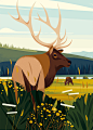 YELLOWSTONE : Creation of a panoramic illustration depicting wildlife in the Yellowstone national park in the United states, for the gorgeous french magazine America. 