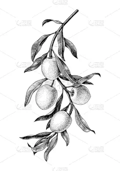枝,橄榄,剪贴画,黑白图片,分离着色,农业,白色,蔬菜,有机食品,复古