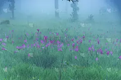 泰国,雾,凉拖鞋,山,清新,浪漫,云,郁金香,春天,植物_4572645664