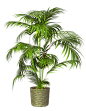 植物、盆栽、盆景png<a class="text-meta meta-mention" href="/xief/">@没有故事的七月</a>