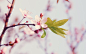 #摄影# #花# 百花深处自有禅意。