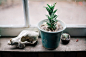 Green Cactus Plant  on Window