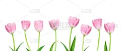 粉红色郁金香花在白色的背景孤立的一排。复活节快乐和母亲“u2019年的节日概念”n