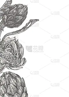 矢量手绘洋蓟插图在白色的背景。背景为旗帜。化妆品和药用植物。可用于商店，菜单，咖啡馆，餐厅，海报，横