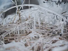 田野里的草立刻冻僵了。气温不正常的下降，天气的急剧变化