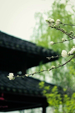 ruochen321采集到中式图片