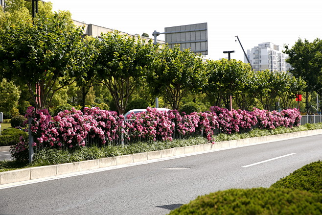 相宜本草山茶花面霜(相宜本草官网价目表)...