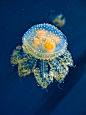 White-spotted Jellyfish (Phyllorhiza punctata)