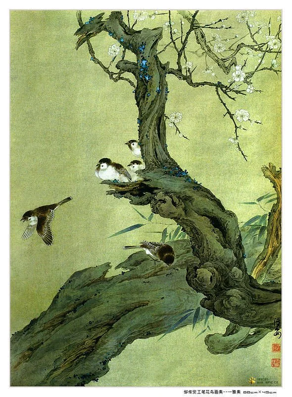 邹传安--工笔花鸟画-花瓣网
