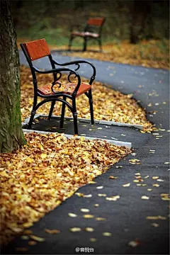 秋风落叶红色枫叶唯美意境摄影手机壁纸图片