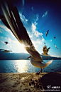 美图秀秀：滇池海鸥，翅膀下的广角。实在太美了！！！（摄影：Wuhujun）