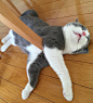 一只致力于将自己扭成麻花的猫咪“福太郎”，这睡姿简直太精彩了哈哈哈哈哈