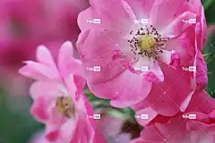 玫瑰 花 爱情 花壁纸 浪漫的 浪漫 植物 美丽的花朵 大自然