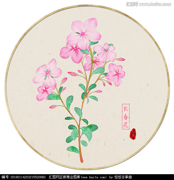 水彩花卉 长春花
