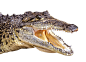 鳄鱼头PNG.png