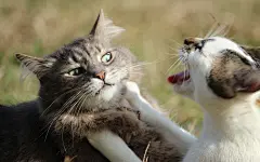 争吵动物猫咪电脑壁纸下载免费-壁纸下载-www.pp3.cn