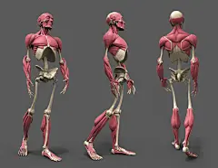 原画动漫人物人体结构解剖，肌肉骨骼躯干动…考素材 (153)