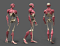 原画动漫人物人体结构解剖，肌肉骨骼躯干动…考素材 (153)
