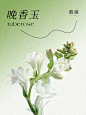 成分篇| 揉进肌肤里的东方草本能量