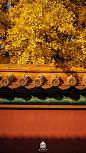又到故宫银杏季
一树黄，城染金
每一张都是壁纸，转发收藏
（故宫博物院） ​​​​