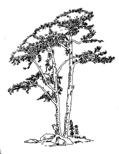 布卡是只帅帅猫 - 小红书