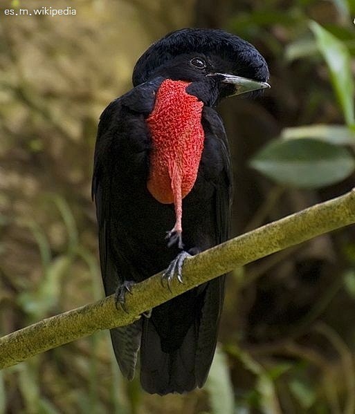 裸颈伞鸟cephalopterusglabricollis