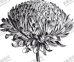 线描植物 【酷图网】服装设计,男装设计,女装设计,箱包印花,男装印花,女装印花,童装印花,潮流服装印花,潮牌设计,面料印花,布料印花,蕨类植物,树叶,绿叶,叶子,植物花朵花卉,手绘花朵花卉,花卉绿叶,线描花朵,线描花卉绿叶